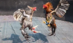 Đá Gà Sabong Tại TT128