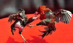 Đá Gà GA28 Tại TT128